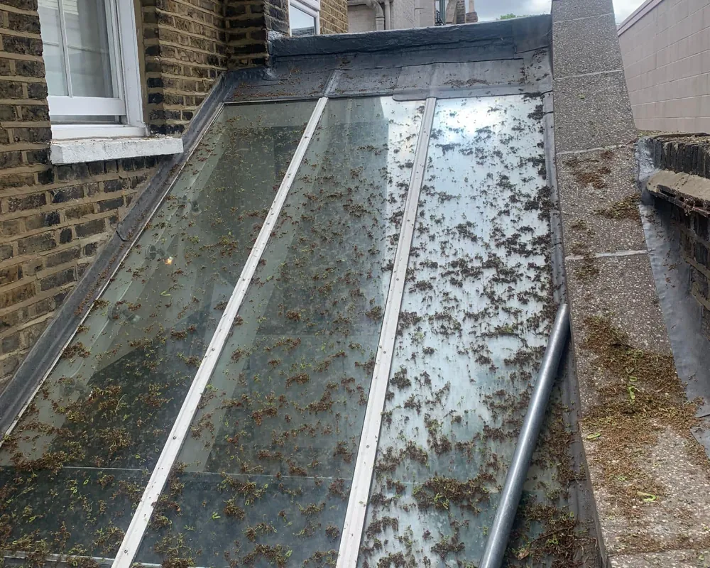 Glass roof covered in moss and debris before cleaning